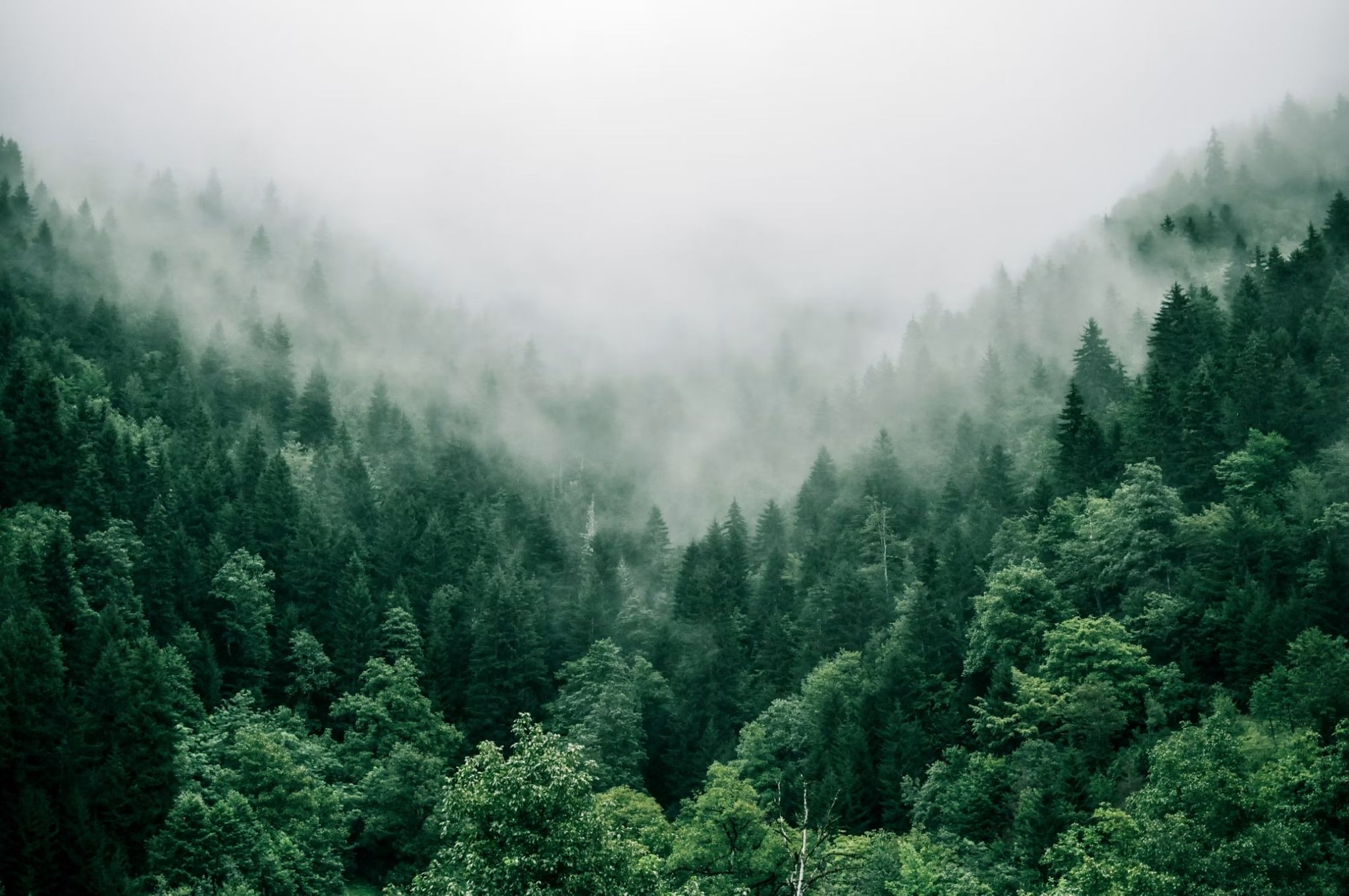 Dense forest representing carbon reduction